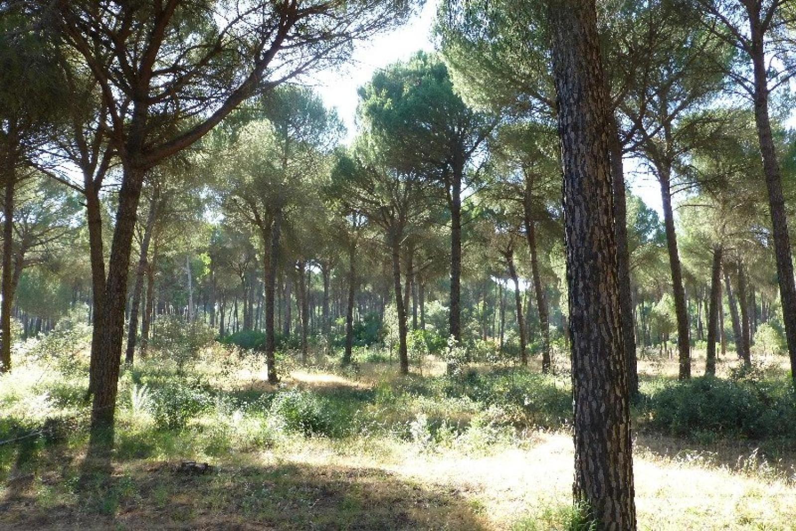 La Suite De La Reina El Rocío Kültér fotó